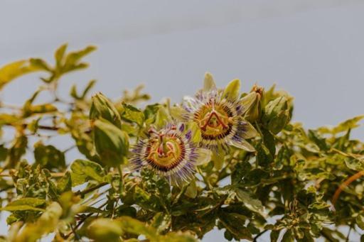 فيلا The Passion Fruit House São Vicente المظهر الخارجي الصورة