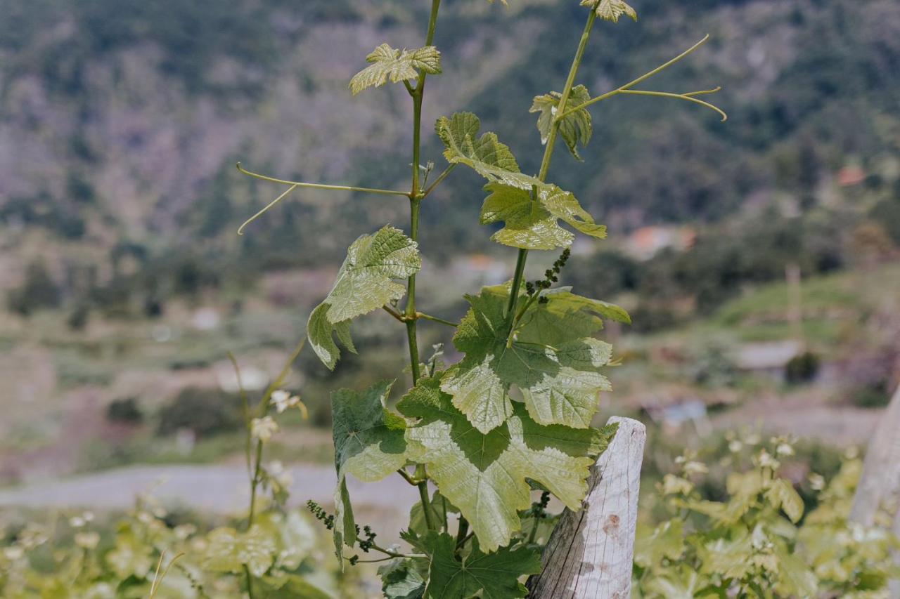 فيلا The Passion Fruit House São Vicente المظهر الخارجي الصورة